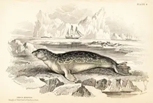 Ringed seal, Phoca hispida