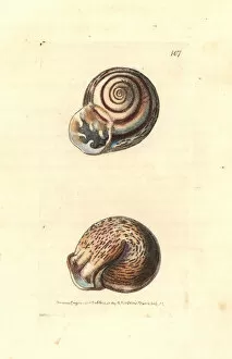 Mollusk Collection: Ringent snail, Helix ringens