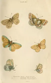 Ringlet Prints: Ringlet Butterflies