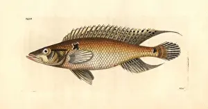 Pike Prints: Ringtail pike cichlid, Crenicichla saxatilis