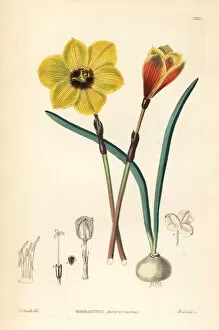 Weddell Collection: Rio Grande copperlily, Habranthus tubispathus
