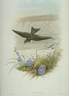 Collared Prints: Riparia riparia, collared sand martin