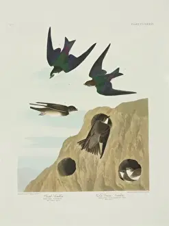 Collared Prints: Riparia riparia, Tachycineta thalassina