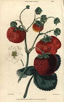 Ananassa Gallery: Ripe crimson fruit and leaves of Keens Seedling