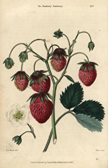 Ananassa Gallery: Ripe fruit and flower of the Roseberry Strawberry