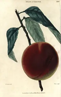 Mcintosh Prints: Ripe fruit and leaves of the Bellegarde or
