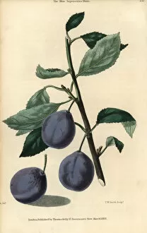 Domestica Collection: Ripe fruit and leaves of the Blue Imperatrice