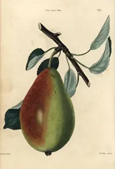 Communis Prints: Ripe fruit and leaves of the Bon Louis Pear, Pyrus communis
