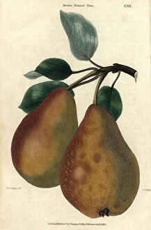Pear Collection: Ripe fruit and leaves of Brown Beurre Pear, Pyrus communis