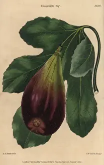 Dalton Prints: Ripe fruit and leaves of the Brunswick fig, Ficus carica