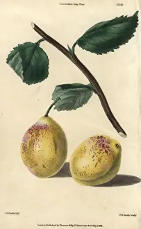 Mcintosh Prints: Ripe fruit and leaves of Coes Golden Drop