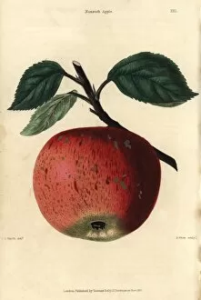 Domestica Collection: Ripe fruit and leaves of the Nonsuch apple, Malus domestica