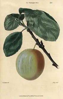 Mcintosh Prints: Ripe fruit and leaves of the Washington plum