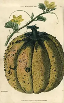 Edwin Prints: Ripe fruit, vine and yellow flowers of