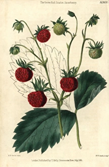 Ananassa Gallery: Ripe and green fruit of the Grove End Scarlet