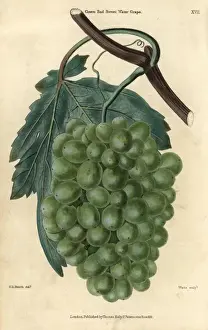 Mcintosh Prints: Ripe green grapes, vine and leaf of the Grove