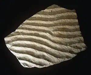 Sediment Prints: Ripple marks