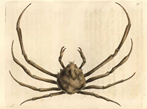 Polydore Collection: Rissos doclea crab, Doclea rissonii