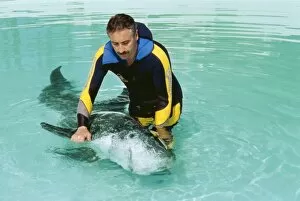 Rissos DOLPHIN - Being helped to swim by researcher