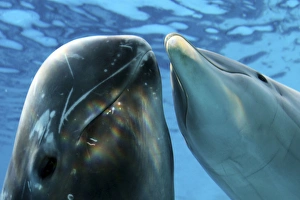 Images Dated 24th October 2008: Rissos Dolphin - swimming underwater with a Bottlenose