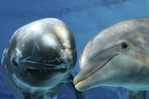 Images Dated 24th October 2008: Rissos Dolphin - swimming underwater with a Bottlenose