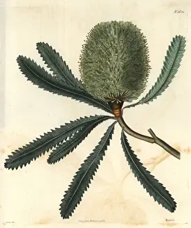 Weddell Prints: Rival banksia or Wallum banksia Banksia aemula