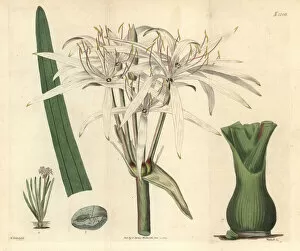 Lily Gallery: River crinum lily, Crinum viviparum