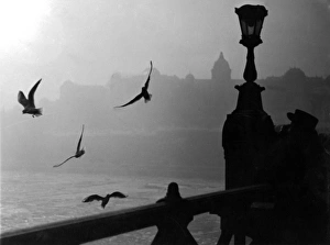 Images Dated 25th February 2011: River Danube Gulls