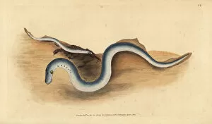 Lamprey Gallery: River lamprey, Lampetra fluviatilis