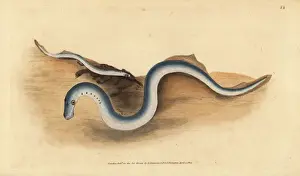 Lesser Prints: River lamprey, Lampetra fluviatilis