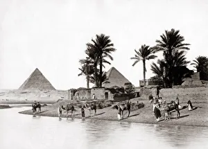 River Nile, Camels, village Great Pryamid, Egypt
