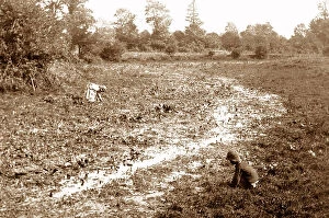 Source Collection: River Thames source - watercress beds - Victorian period