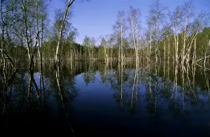 Floods Prints: River Ugutka flooded valley in spring, typical scene