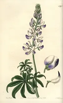 Sydenhamedwards Prints: Riverbank lupine, Lupinus rivularis