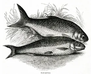 Roach Gallery: Roach (Rutilus rutilus) and Dace (Leuciscus leuciscus)