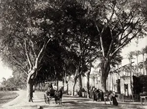 Hackney Prints: Road to the pyramids, Cairo, Egypt, horse & hackney carriage