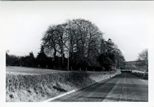 Topiary Prints: Road & Topiary Garden, York Area, Yorkshire