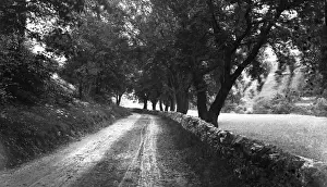 Millers Prints: Road and trees near Millers Dale, Peak District