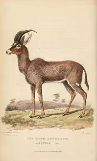 Landseer Collection: Roan antelope, Hippotragus equinus