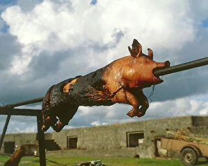 Pigs Collection: A roast pig on a spit, West Country