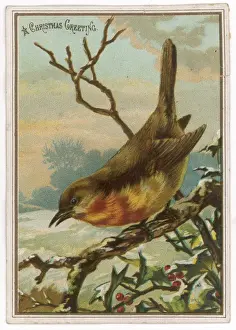 Robin on Bough