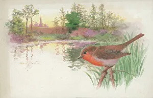 Robin