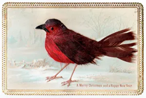 Robin on a Christmas and New Year card