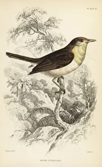 Robin flycatcher, Muscicapa rubecola