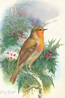Robin