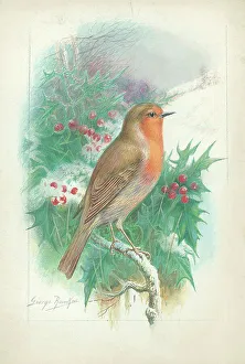 Robin