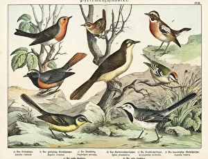 Naturgeschichte Des Tierreichs Prints: Robin, goldcrest, wren, etc