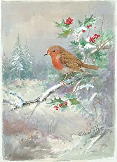 Roland Prints: Robin on a holly branch, snow