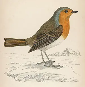 Robin (Morris)