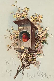 Nesting Collection: Robin in a nesting box on a greetings card